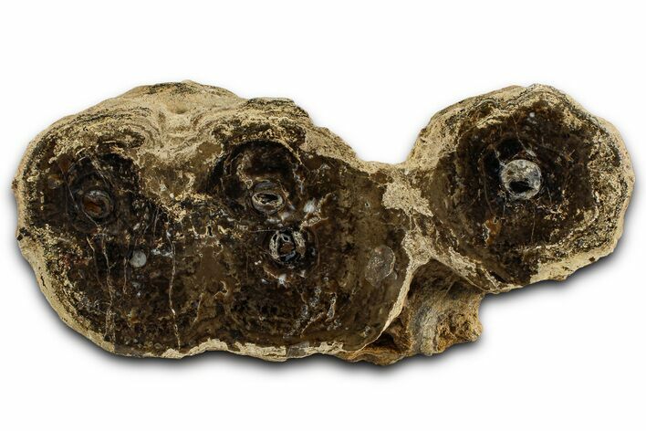 Polished Fossil Stromatolite Colony on Petrified Reed - Utah #365970